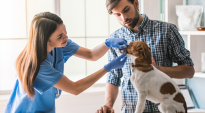 A dog receiving a pet dental care exam in Hutto, TX