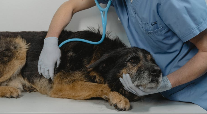 A dog receiving a routine, wellness exam in Hutto, TX