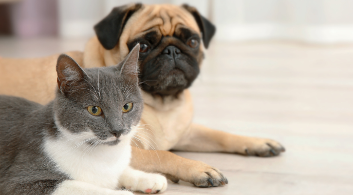Pet Preventative Medicine showing a cat and dog