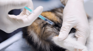 A pet cat receiving a vaccine