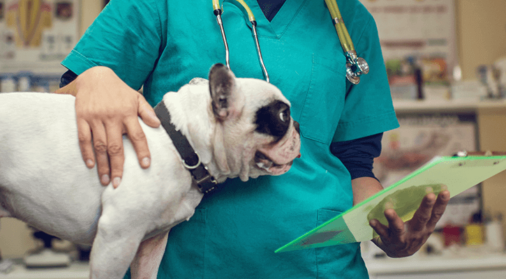 A dog being prepped for pet, veterinary sugery