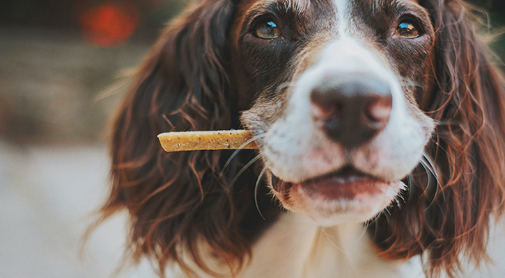 A dog eating food and treats recommended by pet nutrition specialists