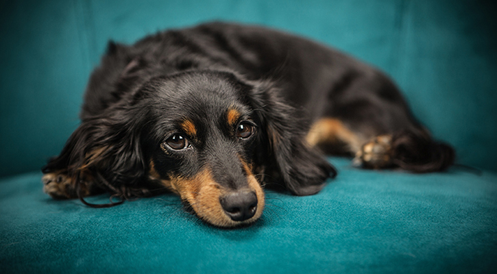 A dachshund on a blue couch receiving pet preventative medicine